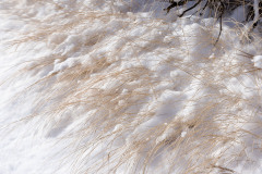 Roxborough_State_Park_Grass_HDR-2